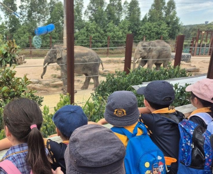 Kindergarten students observing elephants on zoo excursion.